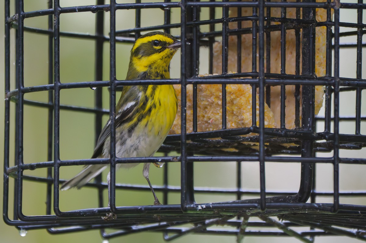 Townsend's Warbler - ML645880948