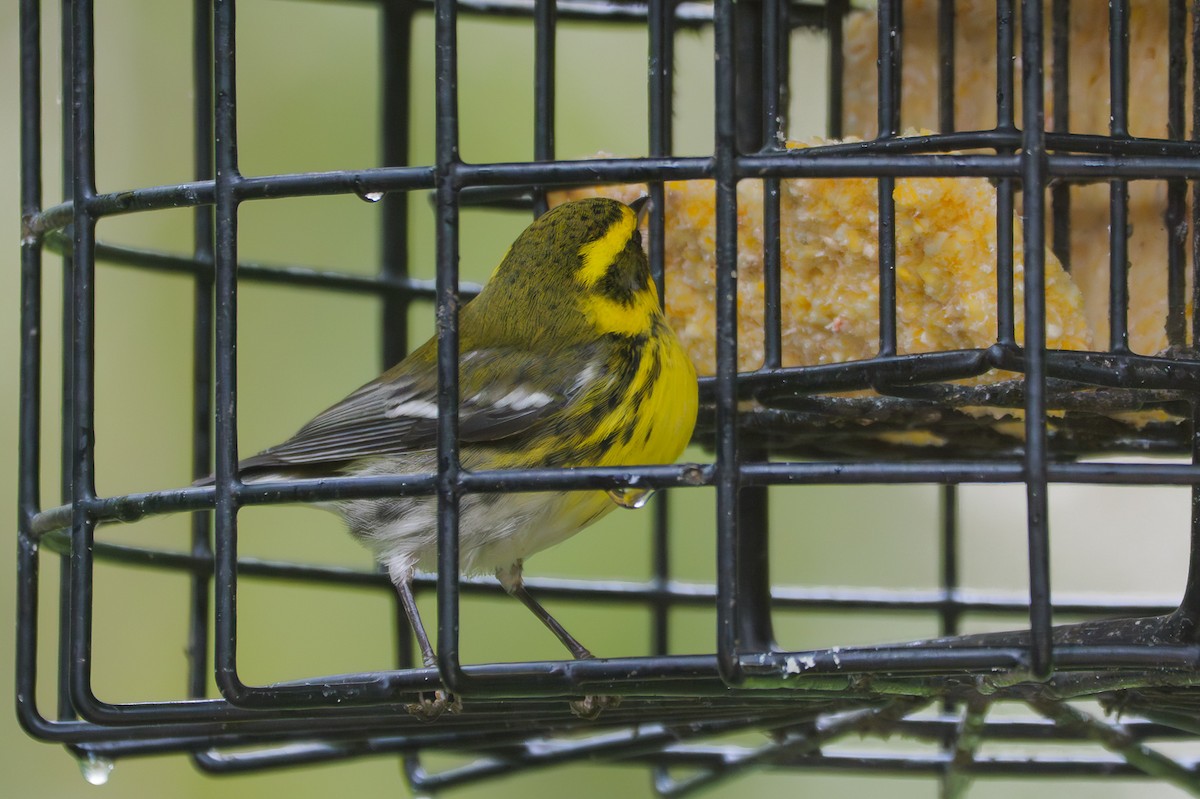 Townsend's Warbler - ML645880949