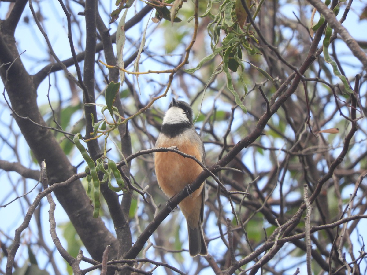 Rufous Whistler - ML645880951