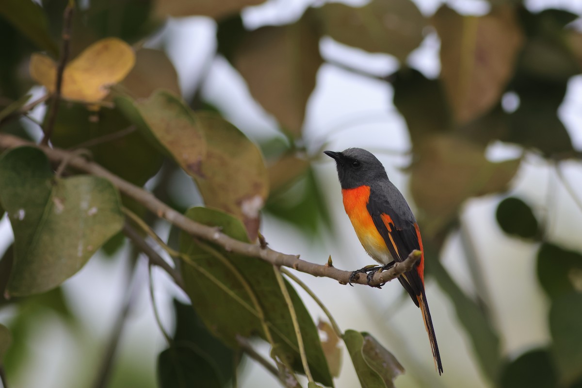 Zwergmennigvogel - ML645880952