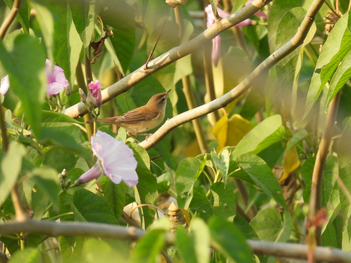 Paddyfield Warbler - ML645880953