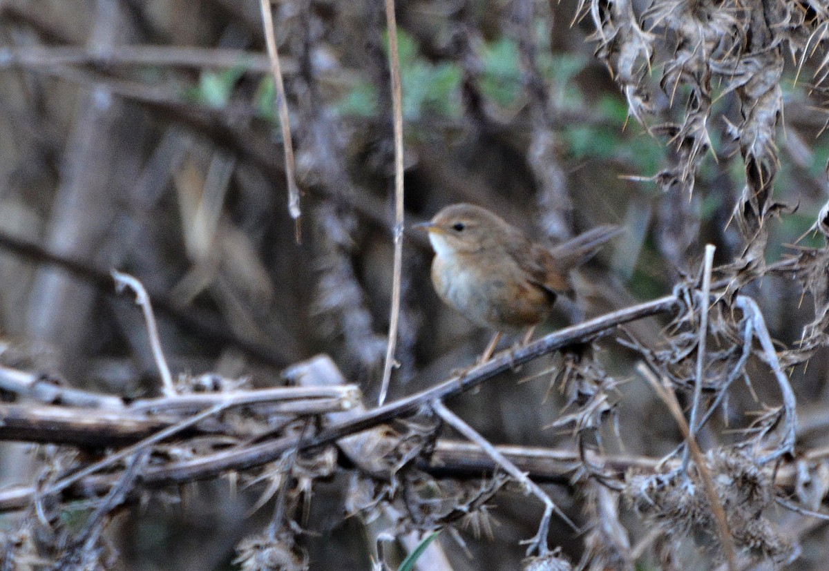 Brown/Russet Bush Warbler - ML645880954