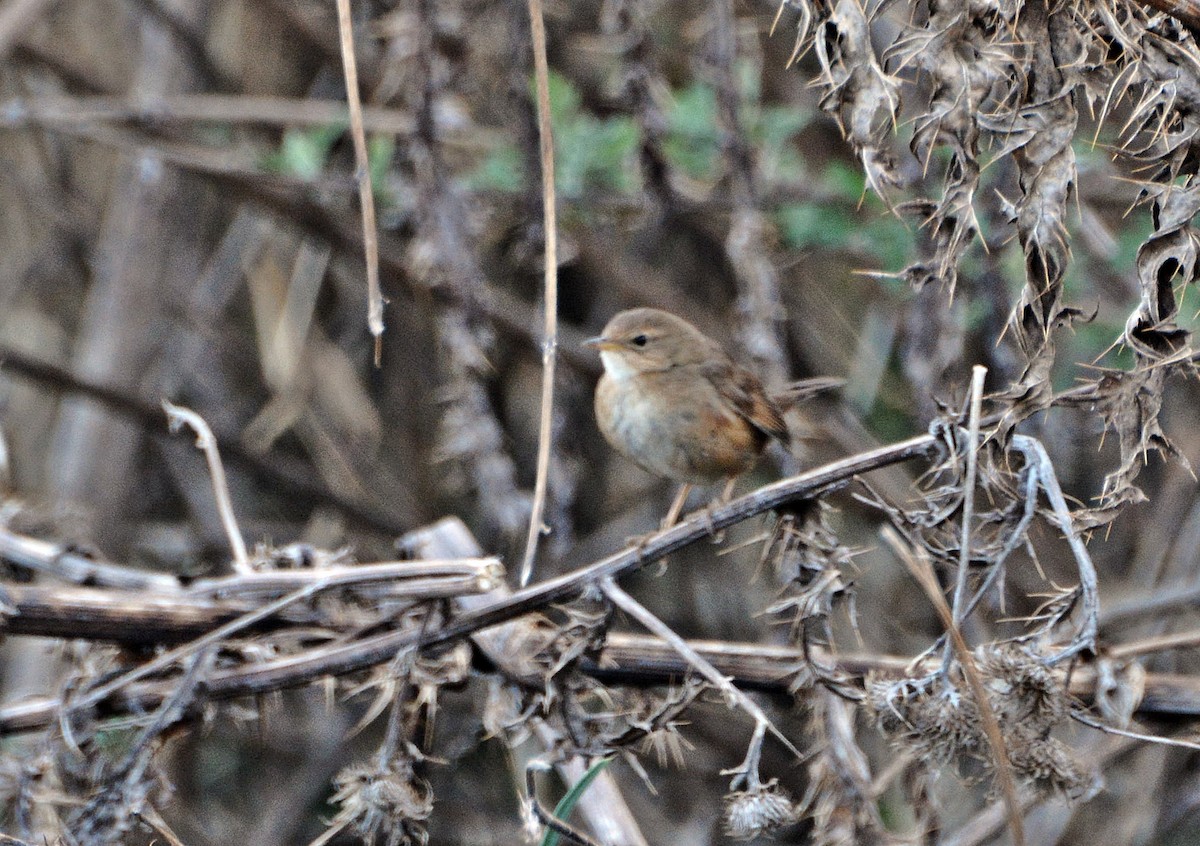 Brown/Russet Bush Warbler - ML645880955