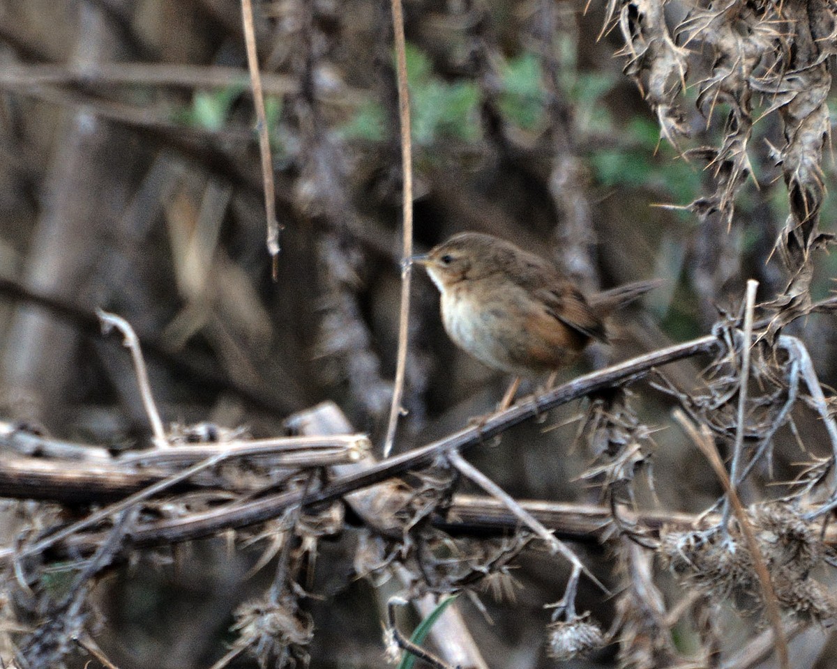 Brown/Russet Bush Warbler - ML645880956