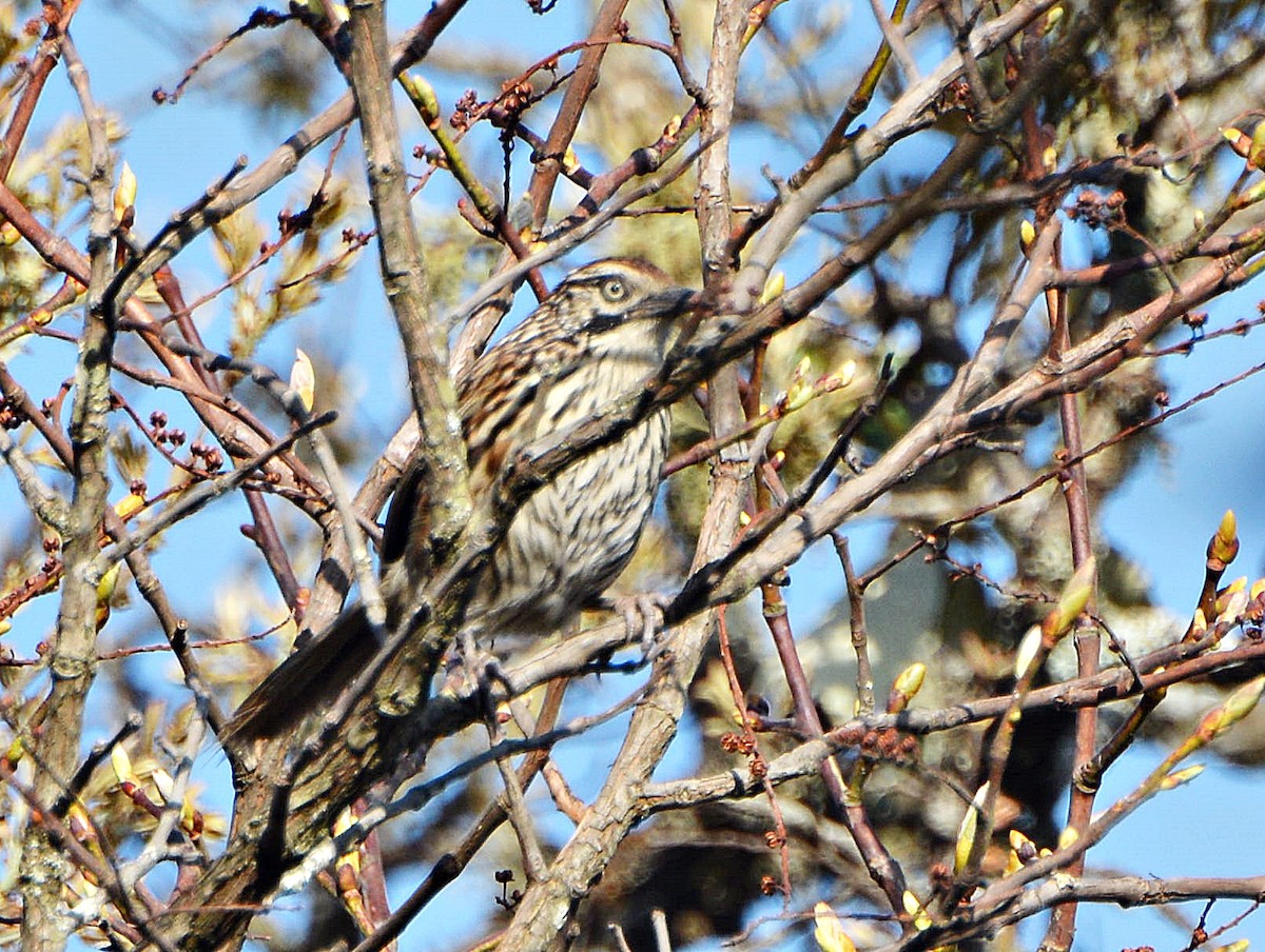 Mount Victoria Babax - ML645880961