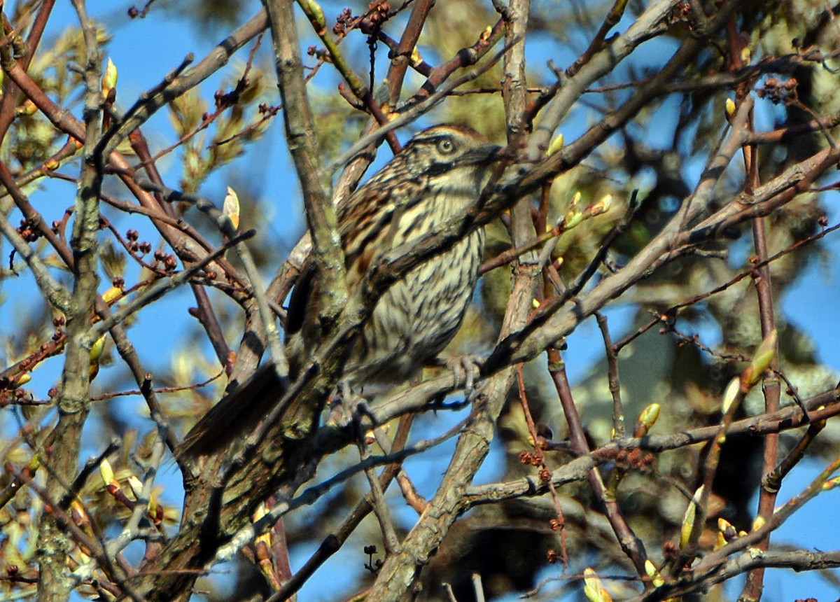 Mount Victoria Babax - ML645880962