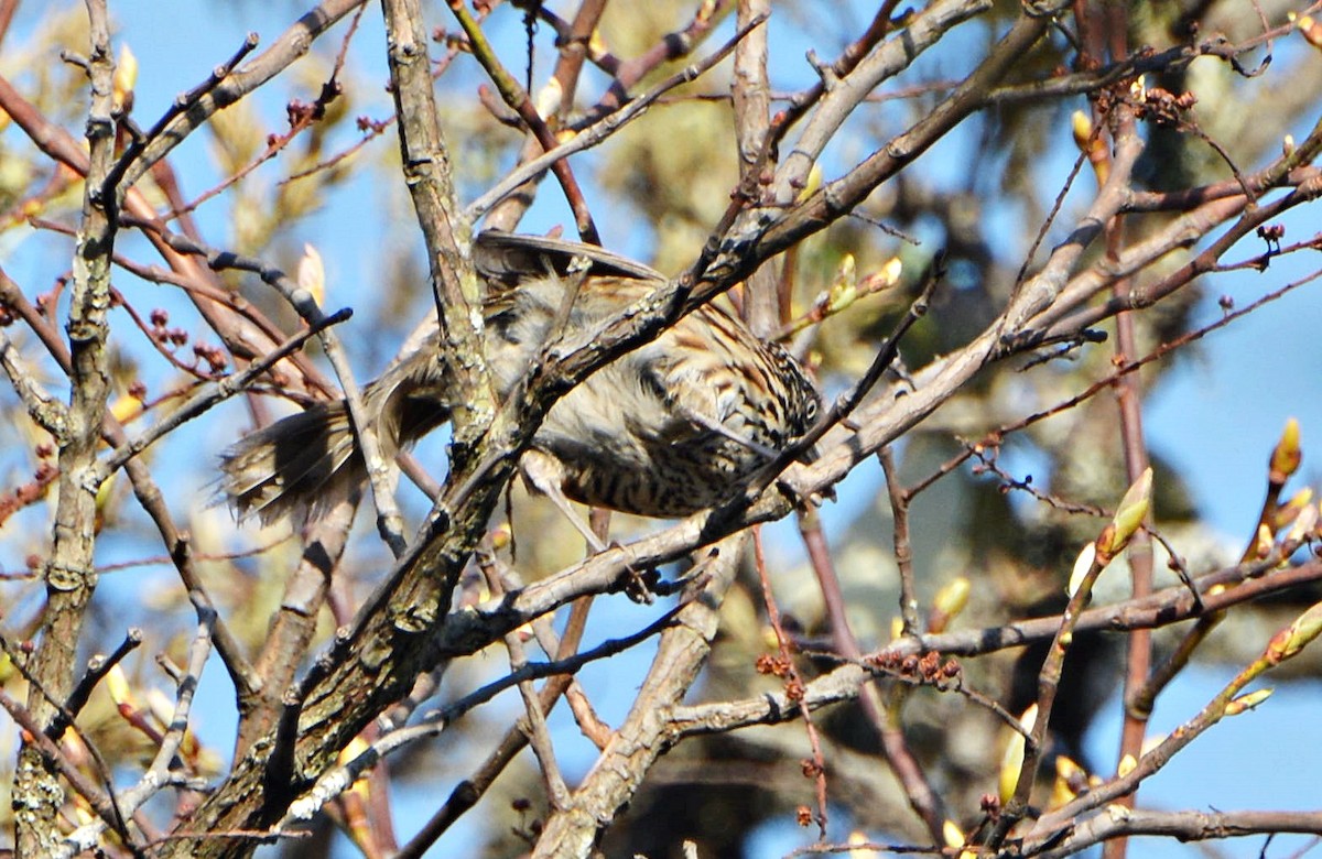 Mount Victoria Babax - ML645880963