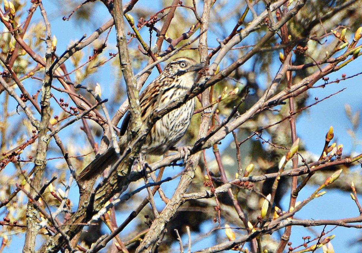 Mount Victoria Babax - ML645880964