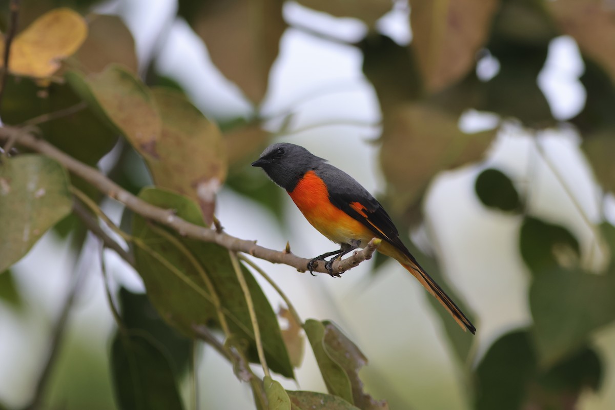 Small Minivet - ML645880965