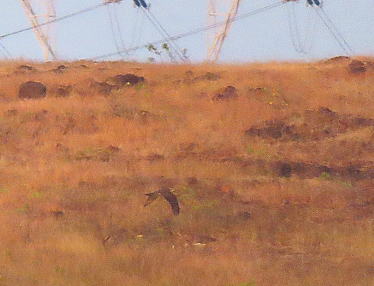 Laggar Falcon - ML645880966