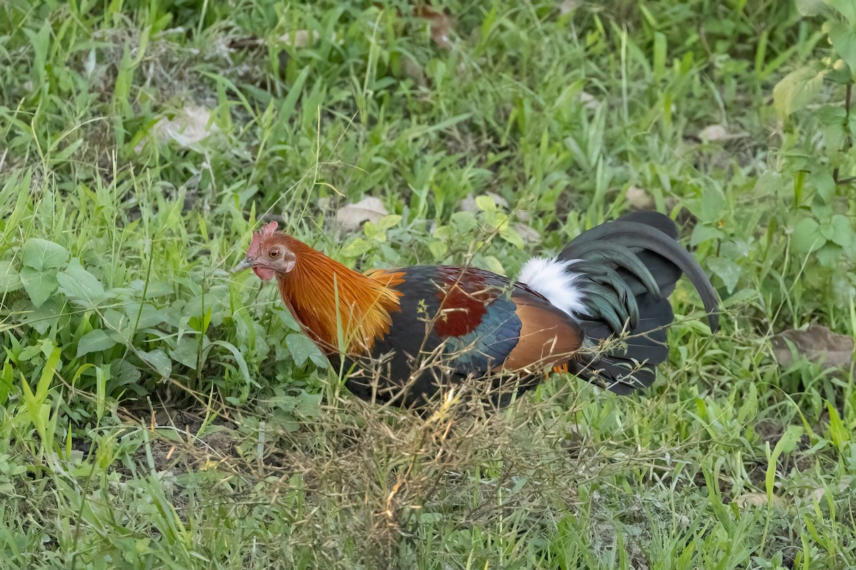 kur bankivský - ML645880967