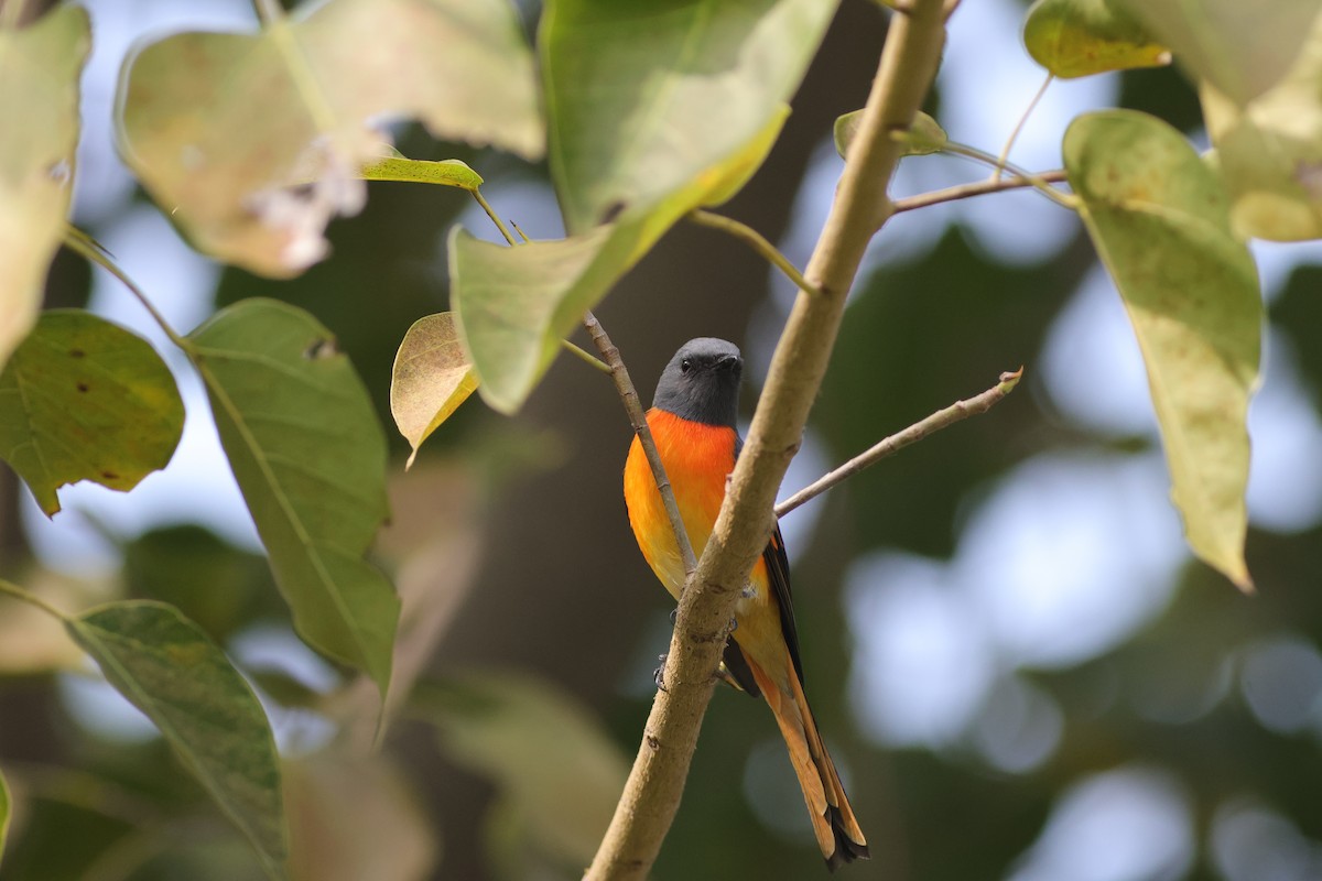 Small Minivet - ML645880968