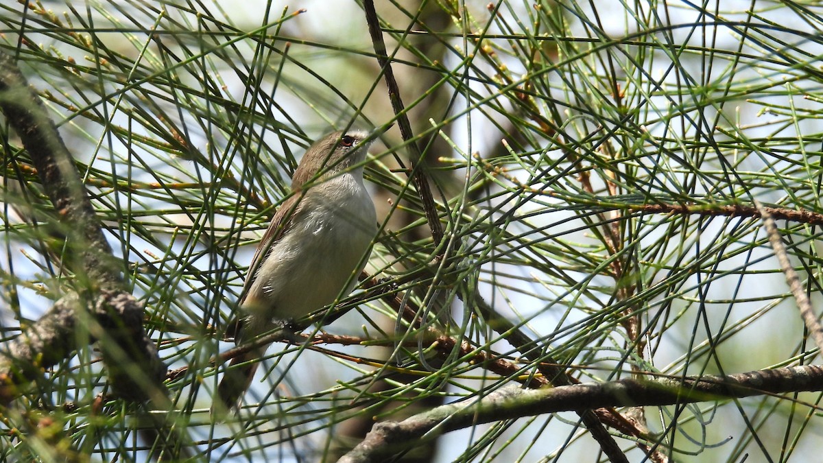 Mangrove Gerygone - ML645880969