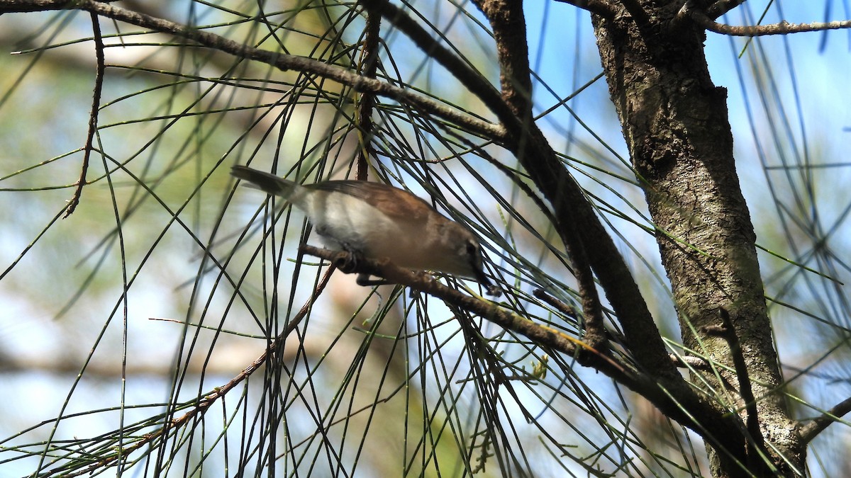 Mangrove Gerygone - ML645880970