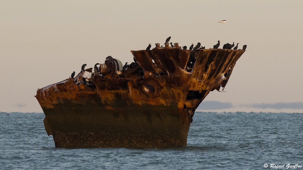 Great Cormorant - ML645880971