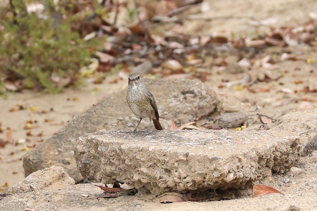 Forest Rock-Thrush (Benson's) - ML645880974