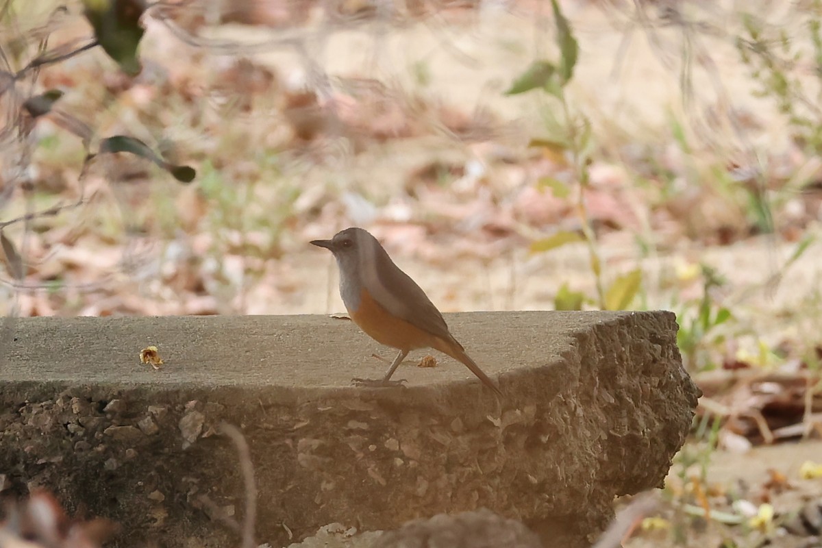 Forest Rock-Thrush (Benson's) - ML645880975