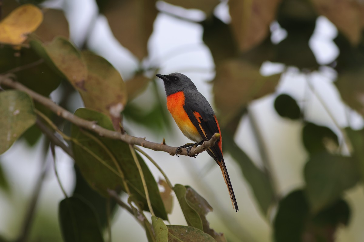 Small Minivet - ML645880976