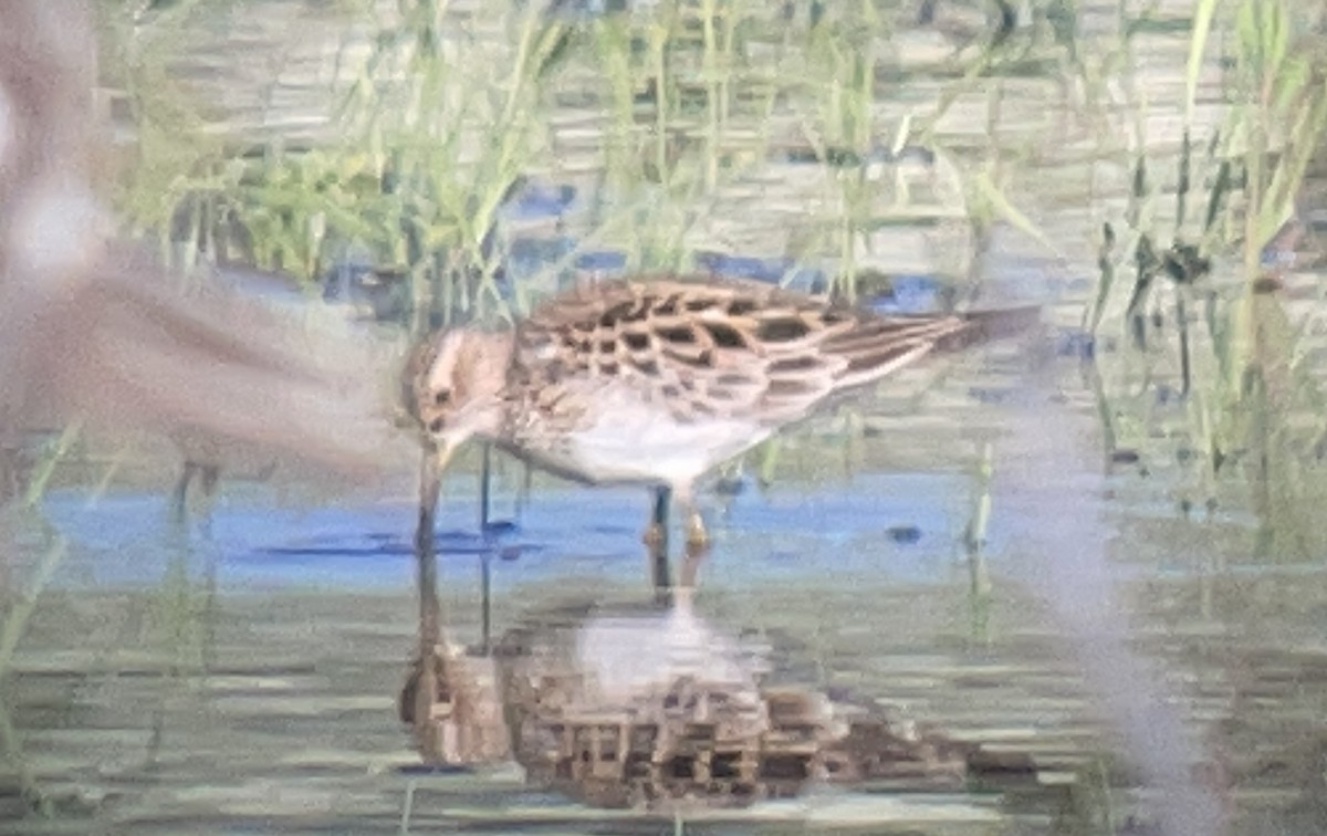 Pectoral Sandpiper - ML645880977