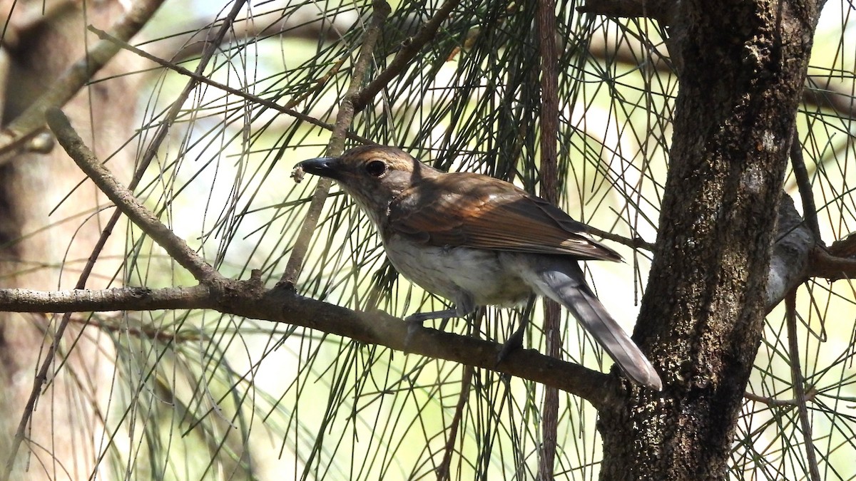 Gray Shrikethrush - ML645880978