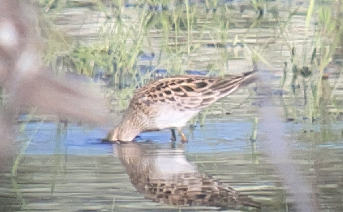 Pectoral Sandpiper - ML645880979