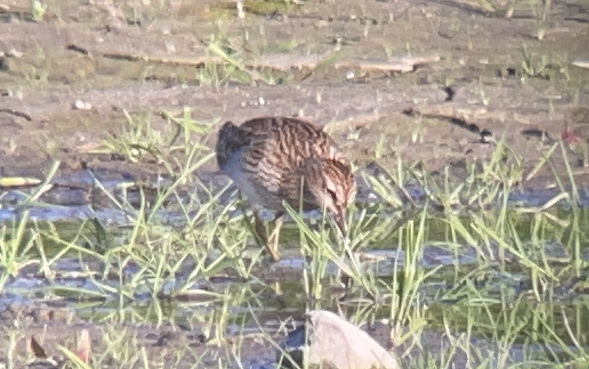 Pectoral Sandpiper - ML645880980