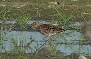 Pectoral Sandpiper - ML645880981