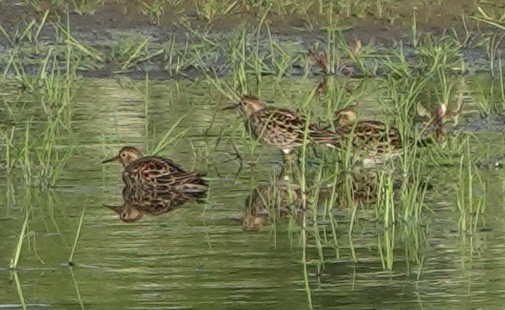 Pectoral Sandpiper - ML645880982