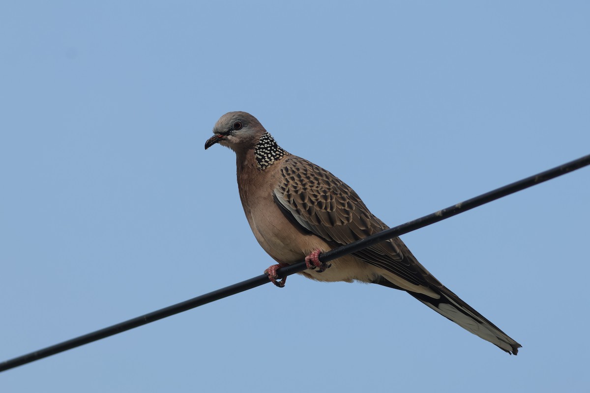 Spotted Dove - ML645880983