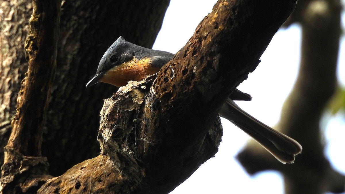 Leaden Flycatcher - ML645880984