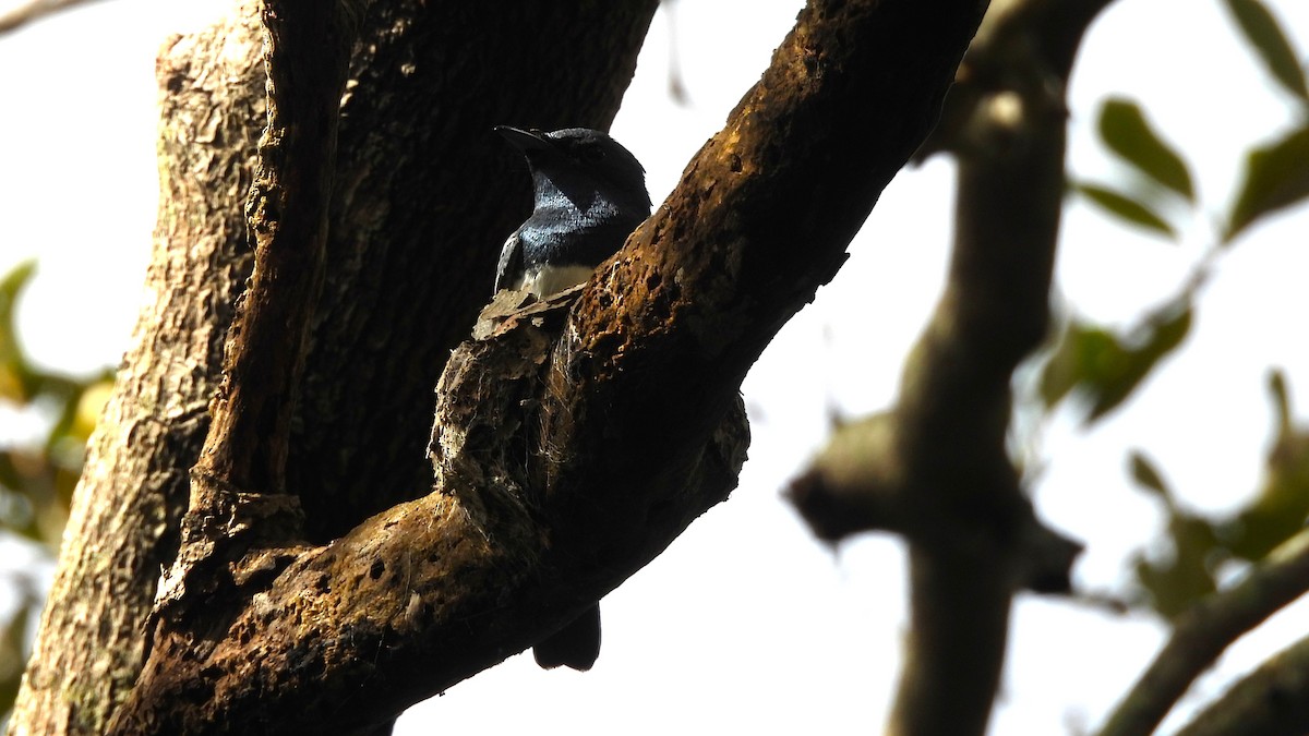 Leaden Flycatcher - ML645880985