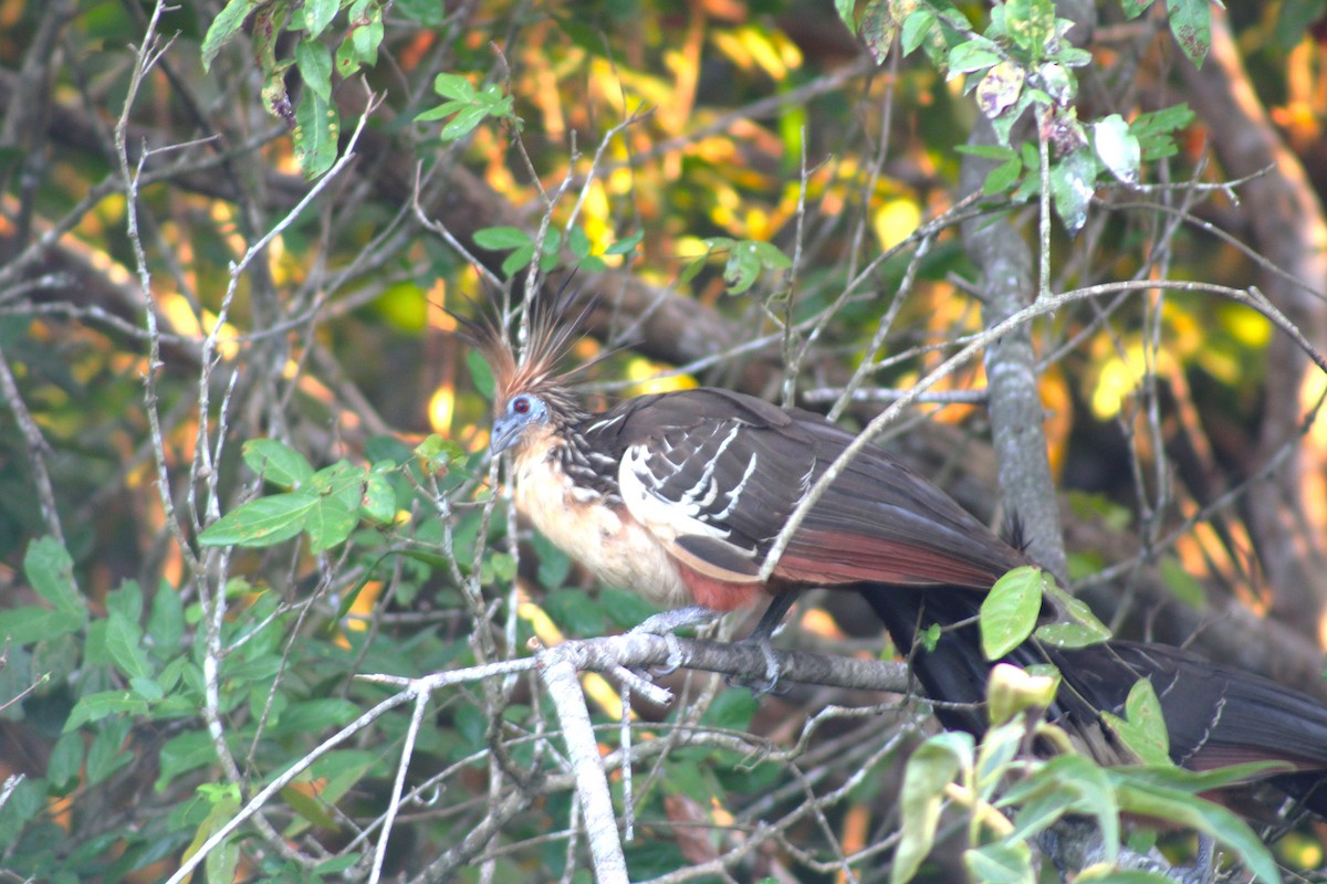 hoacin chocholatý - ML645880986