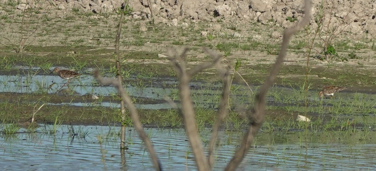 jespák skvrnitý - ML645880987