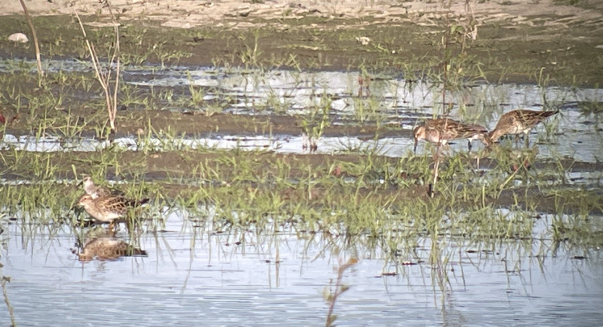 jespák skvrnitý - ML645880988