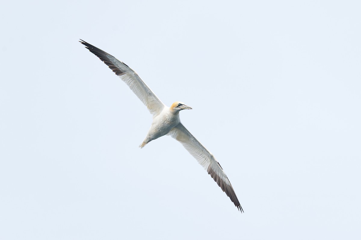 terej bílý - ML645880989