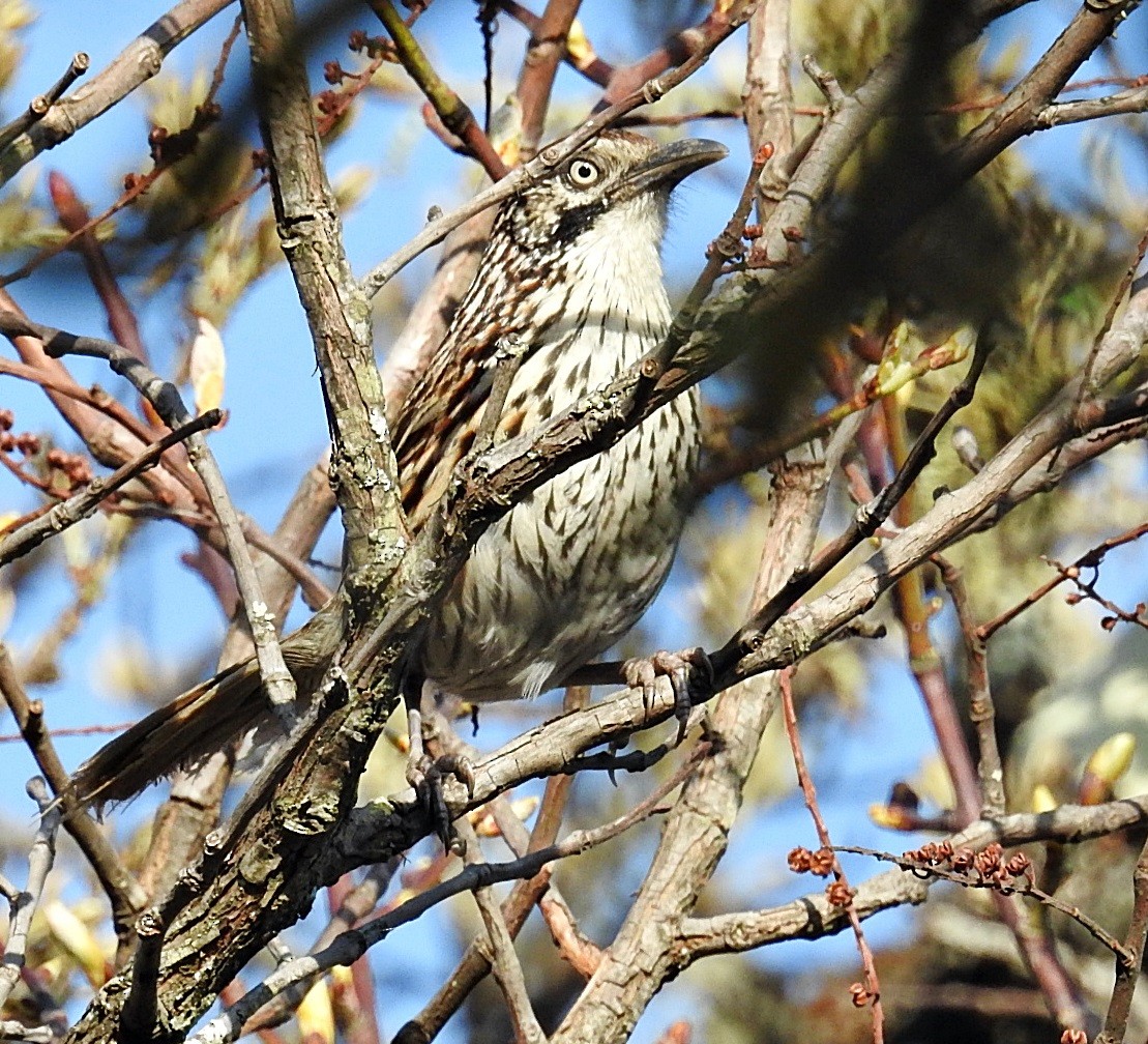 Mount Victoria Babax - ML645880990
