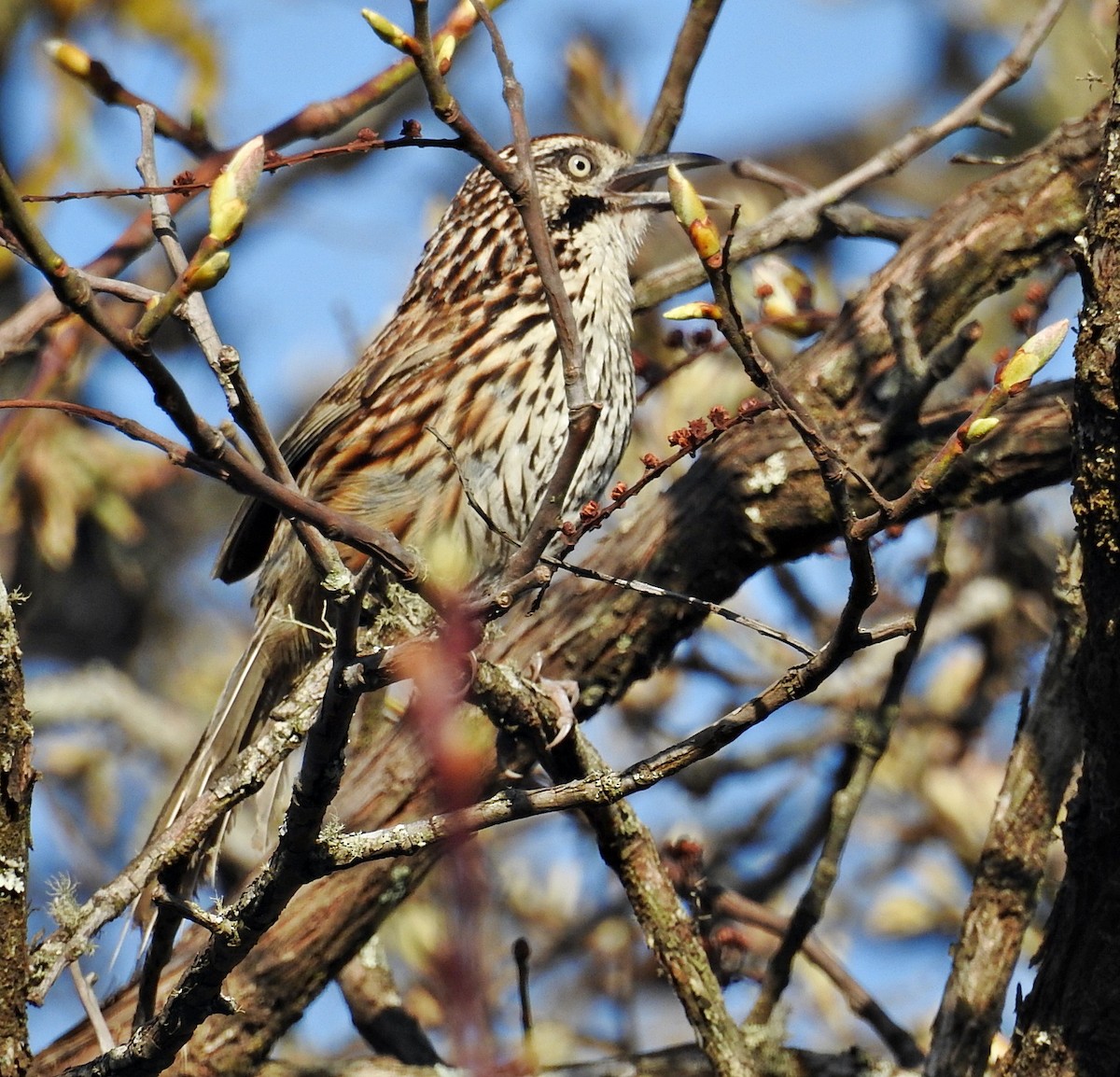 Mount Victoria Babax - ML645880991