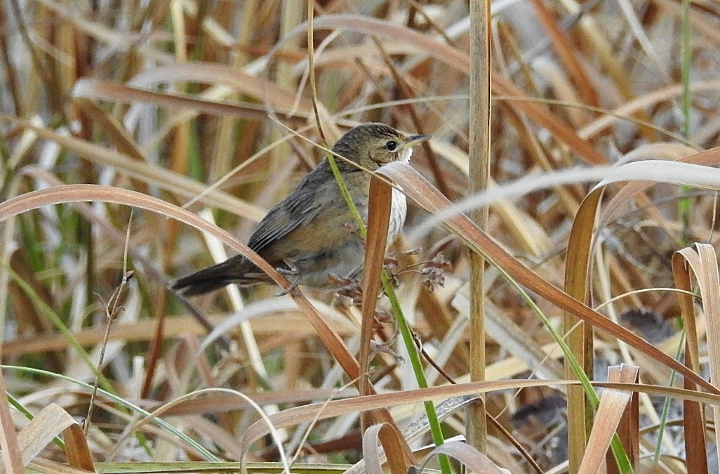 Brown/Russet Bush Warbler - ML645880997