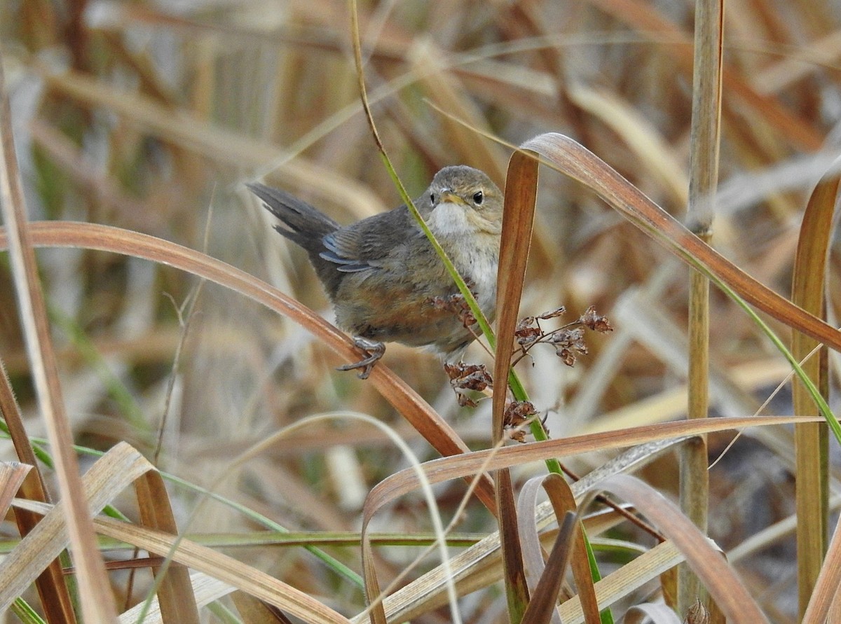Brown/Russet Bush Warbler - ML645880998