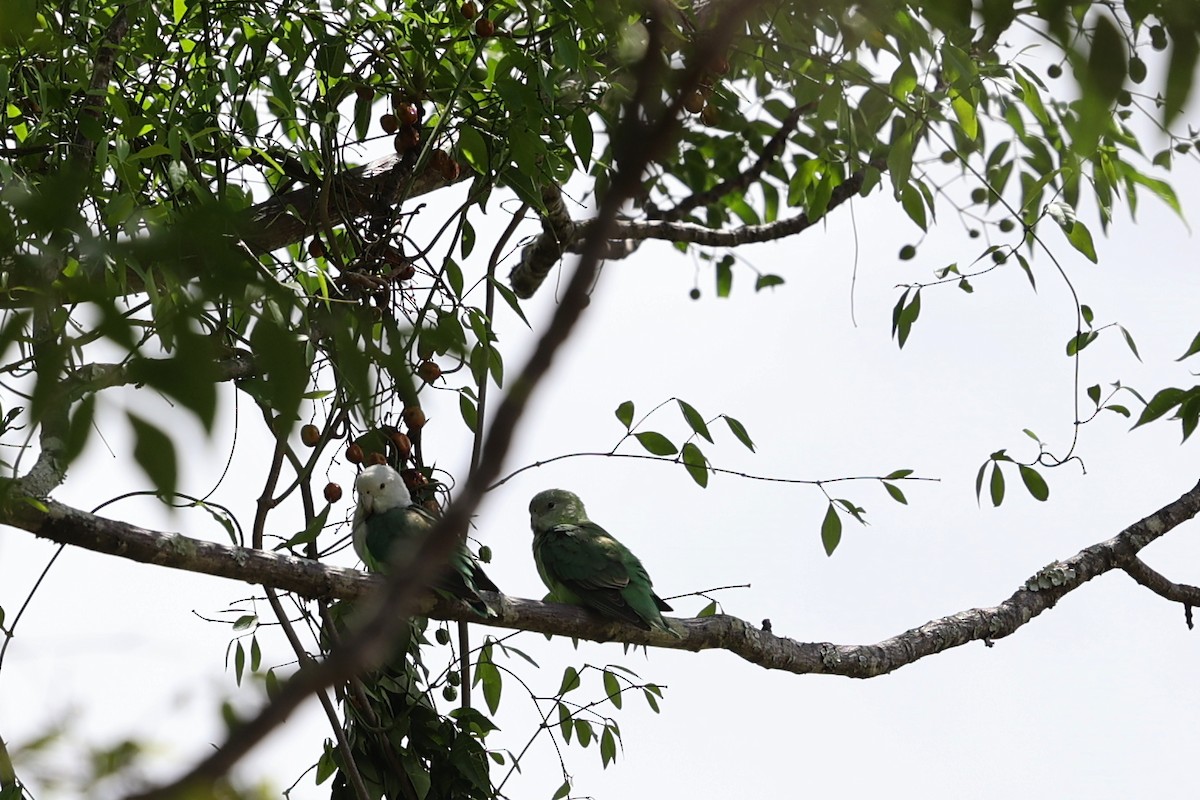 agapornis šedohlavý - ML645880999