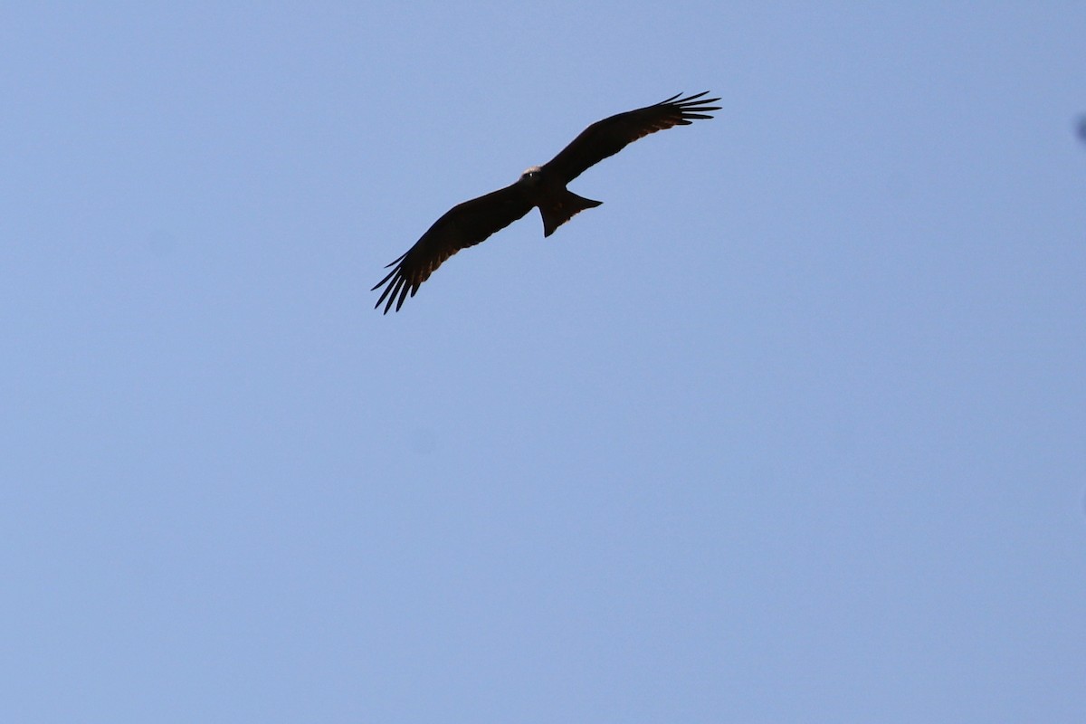 luňák hnědý - ML645881000