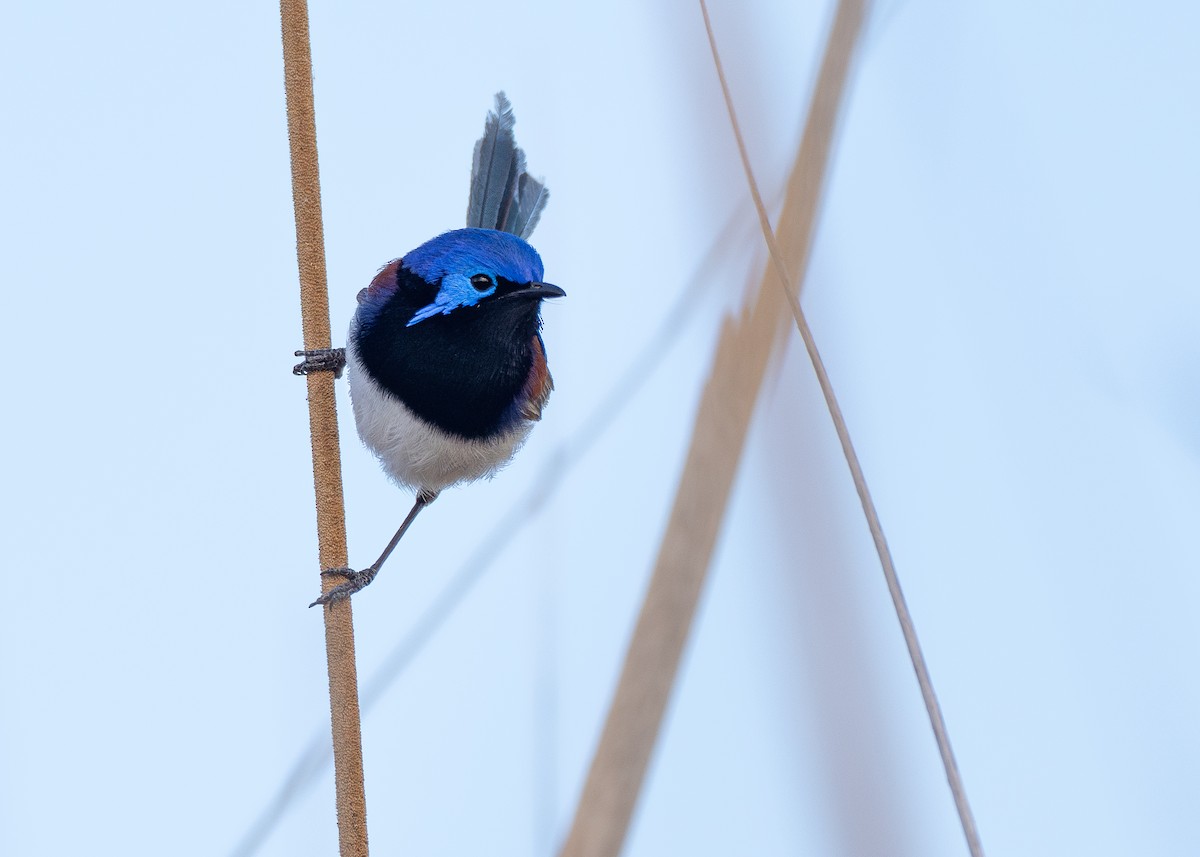 Purple-backed Fairywren (Purple-backed) - ML645881001