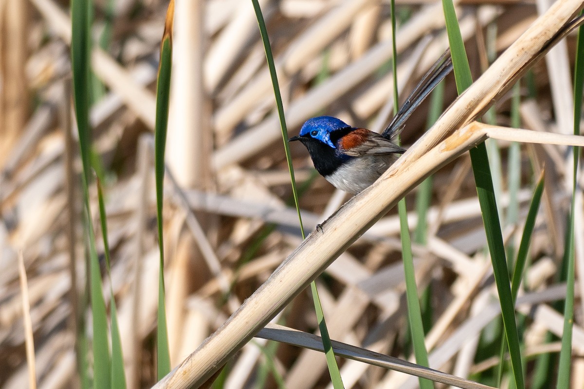 Purple-backed Fairywren (Purple-backed) - ML645881002