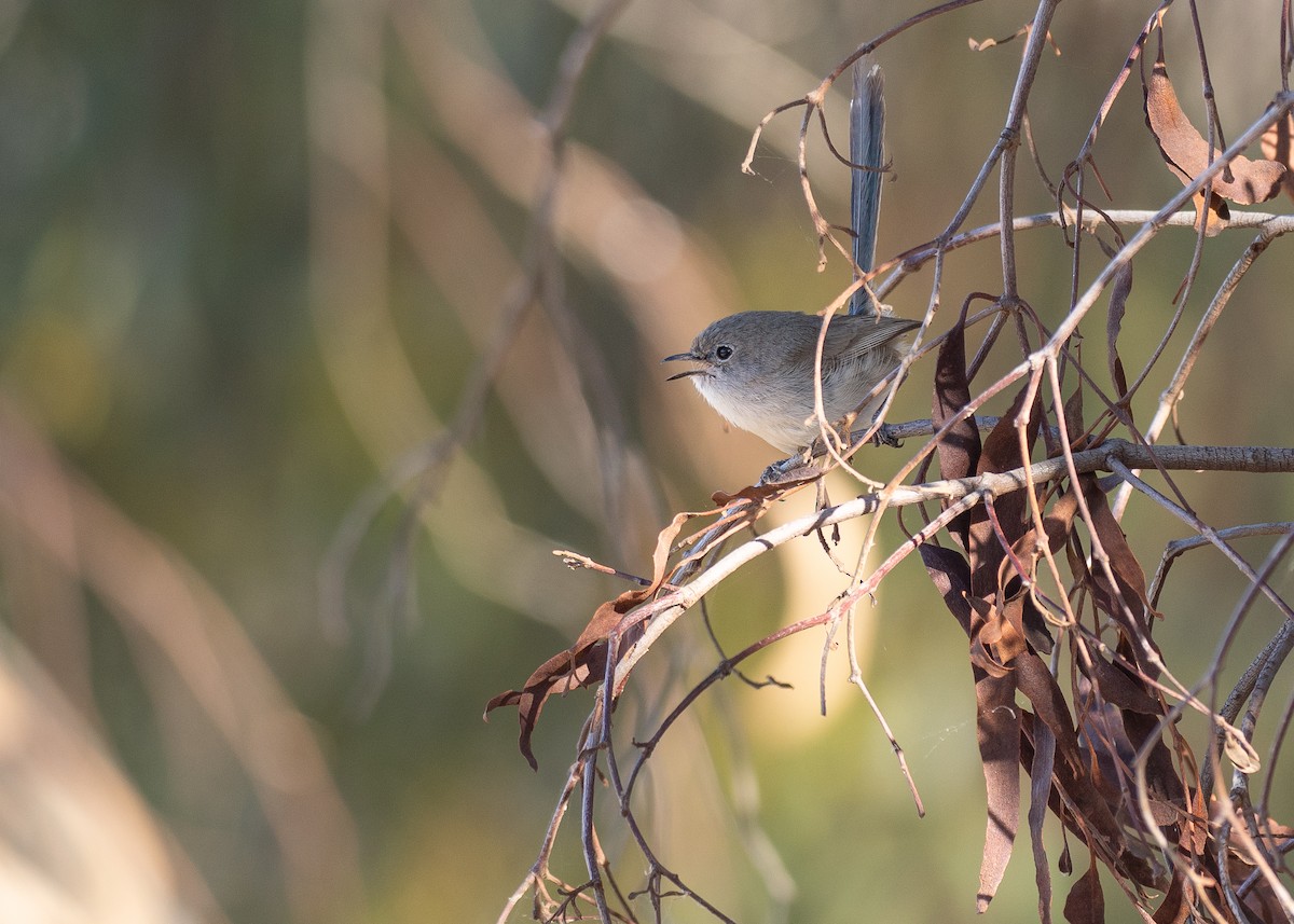 Purple-backed Fairywren (Purple-backed) - ML645881003