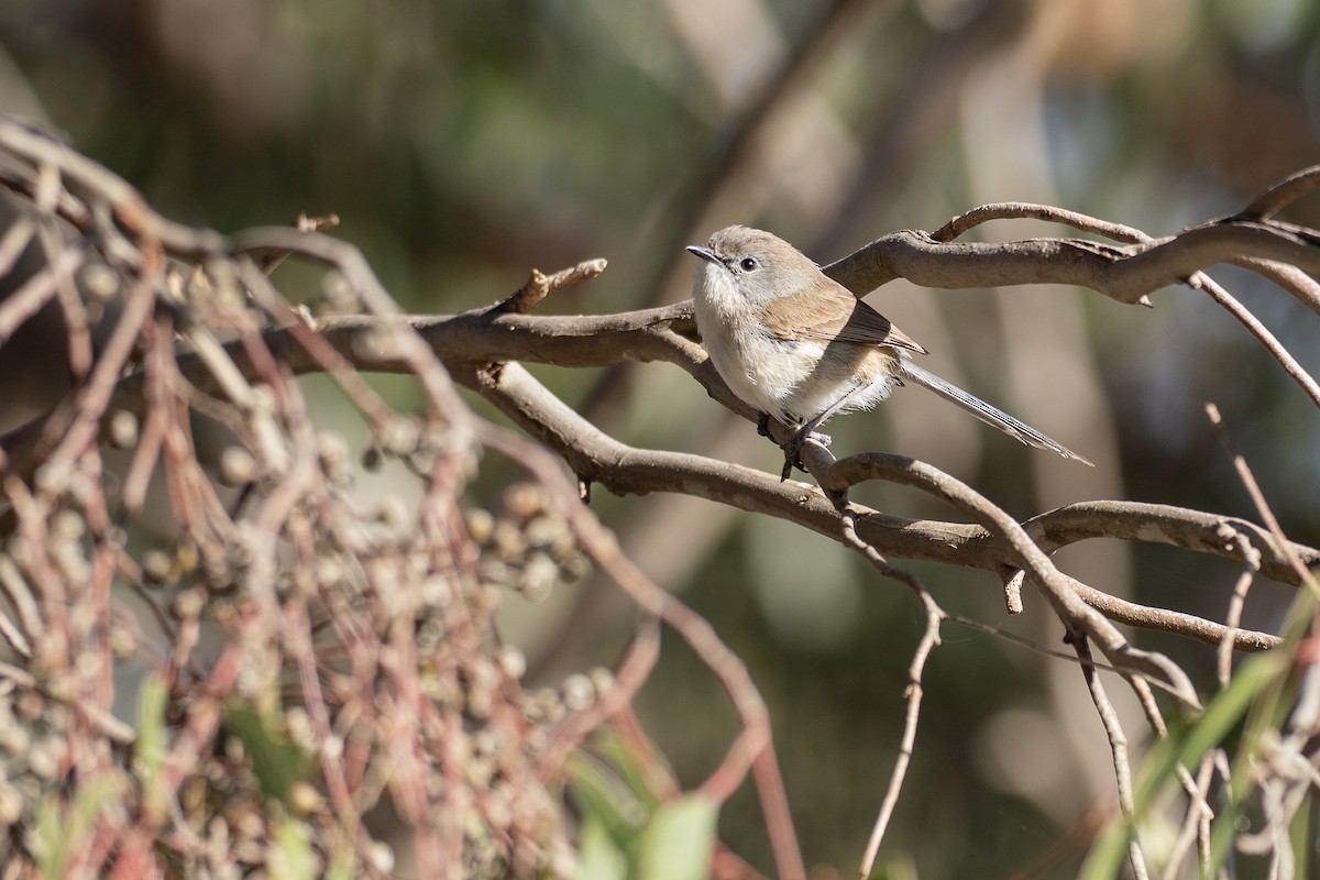 Purple-backed Fairywren (Purple-backed) - ML645881004