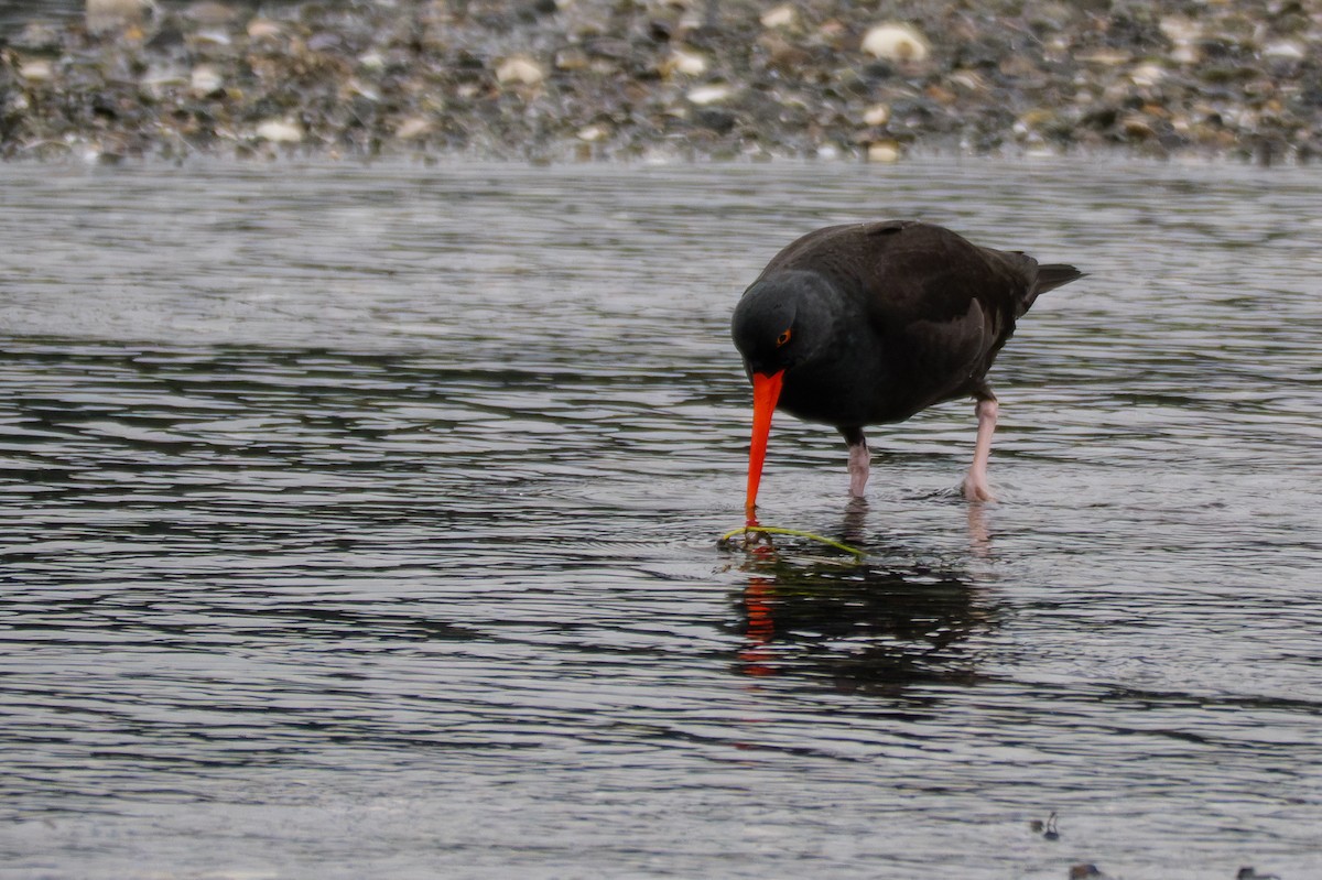 Black Oystercatcher - ML645881013