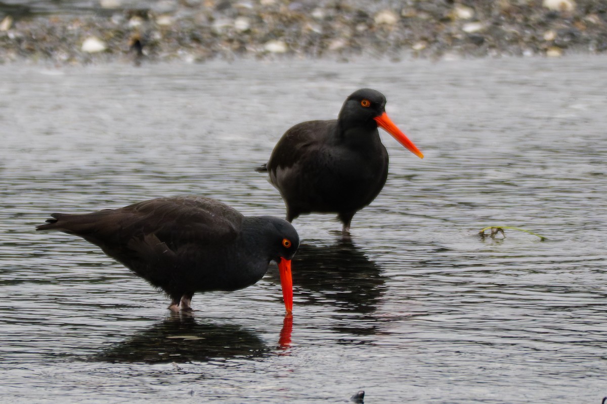 Black Oystercatcher - ML645881014