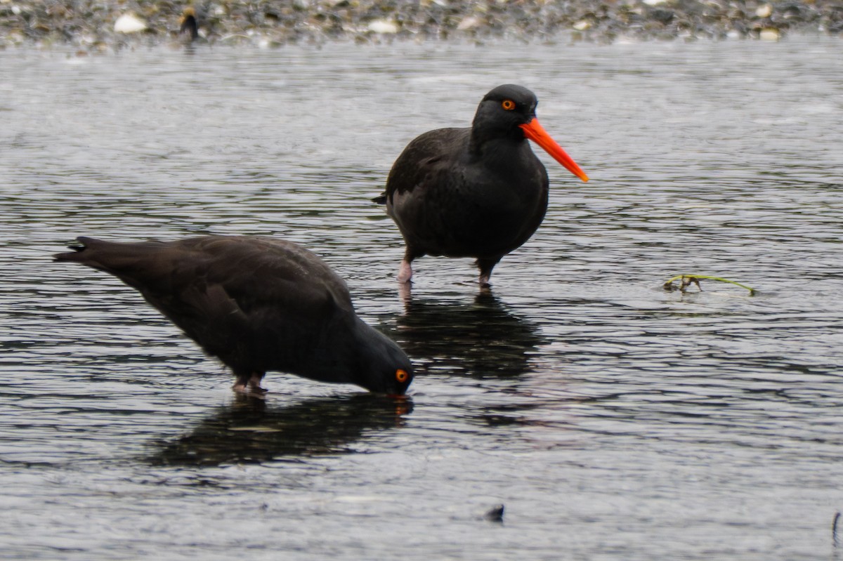Black Oystercatcher - ML645881015