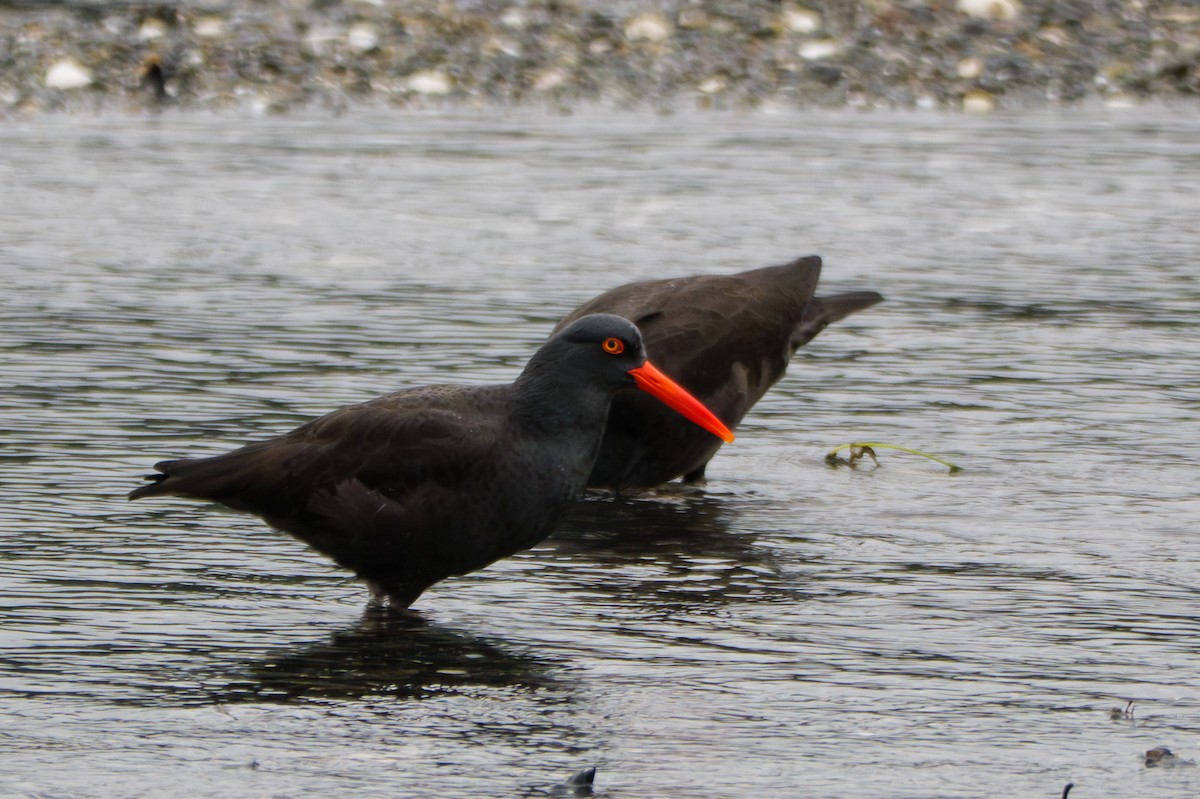 Black Oystercatcher - ML645881016