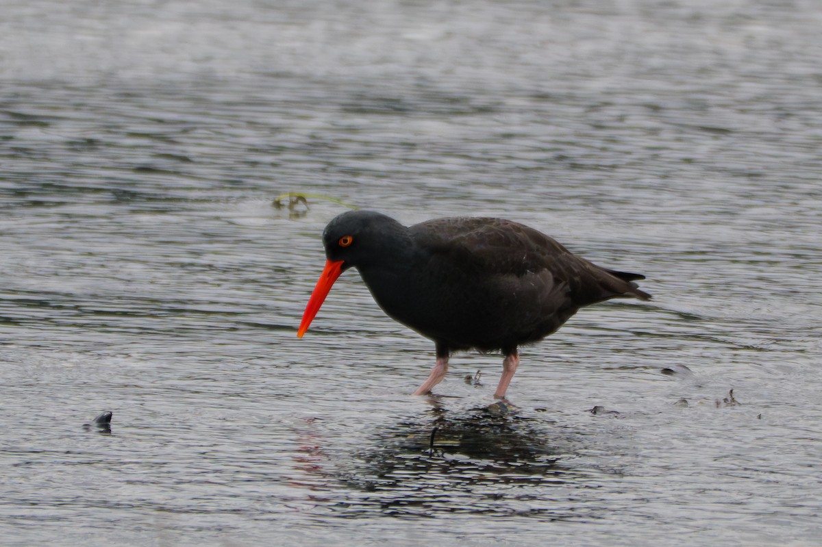 Black Oystercatcher - ML645881018